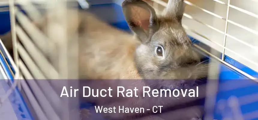  Air Duct Rat Removal West Haven - CT