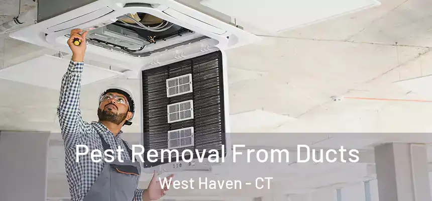  Pest Removal From Ducts West Haven - CT